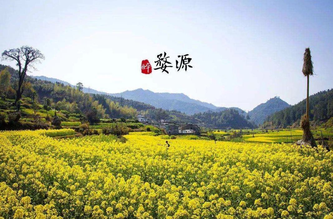 醉美婺源！赏油菜花海！