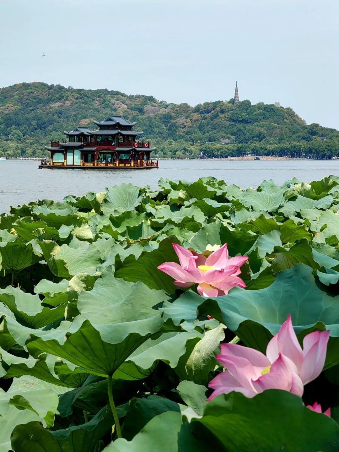 毕竟西湖六月中，风光不与四时同。[微风]接天莲叶无穷碧，映日荷花别样红。[微风]