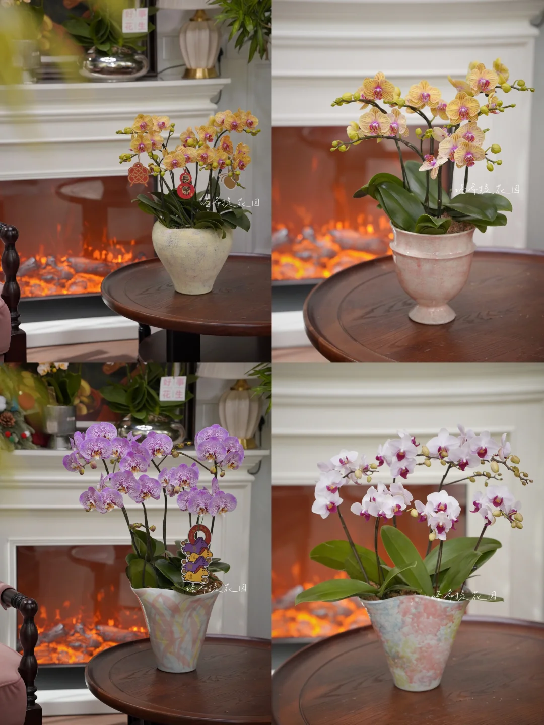 高品质蝴蝶兰没有AB货