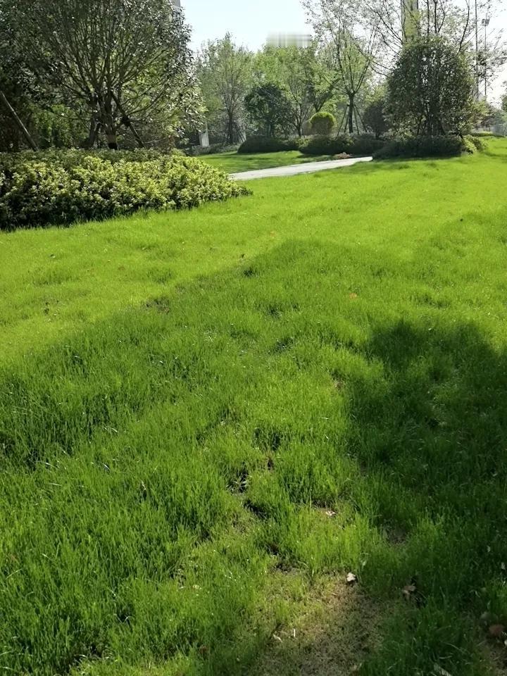 晒晒你手机最美的一张野花图片