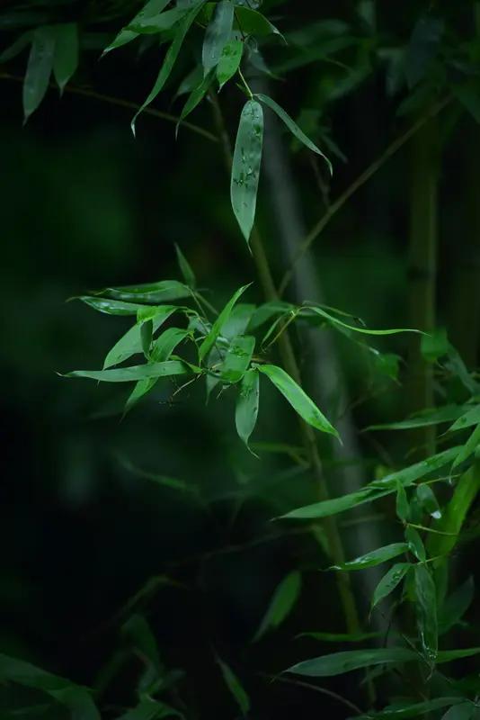 冬雪覆青松。诚对上联