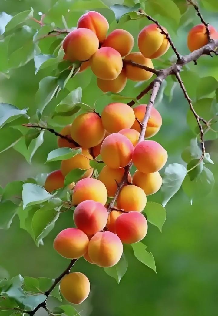 红杏出墙总有尝，
主人心疼又慌忙，
实在不知该咋办，
……请友答复………？

上