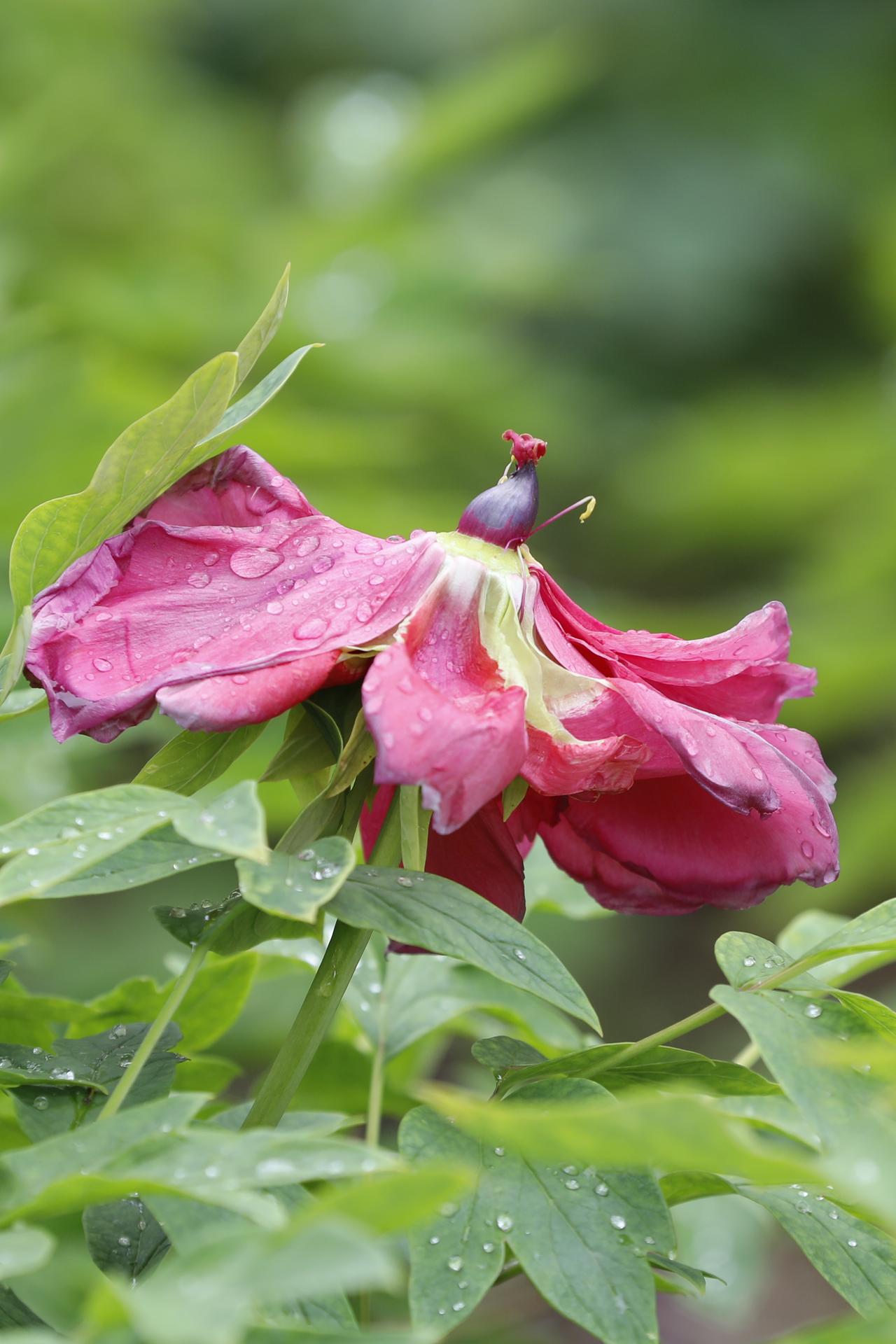 人无千日好，花无百日红。
前几日，牡丹被多少人赞美，雍容华贵、天姿国色等等，现在