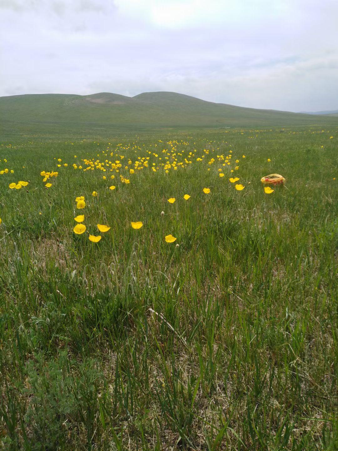 分享一张草原照片