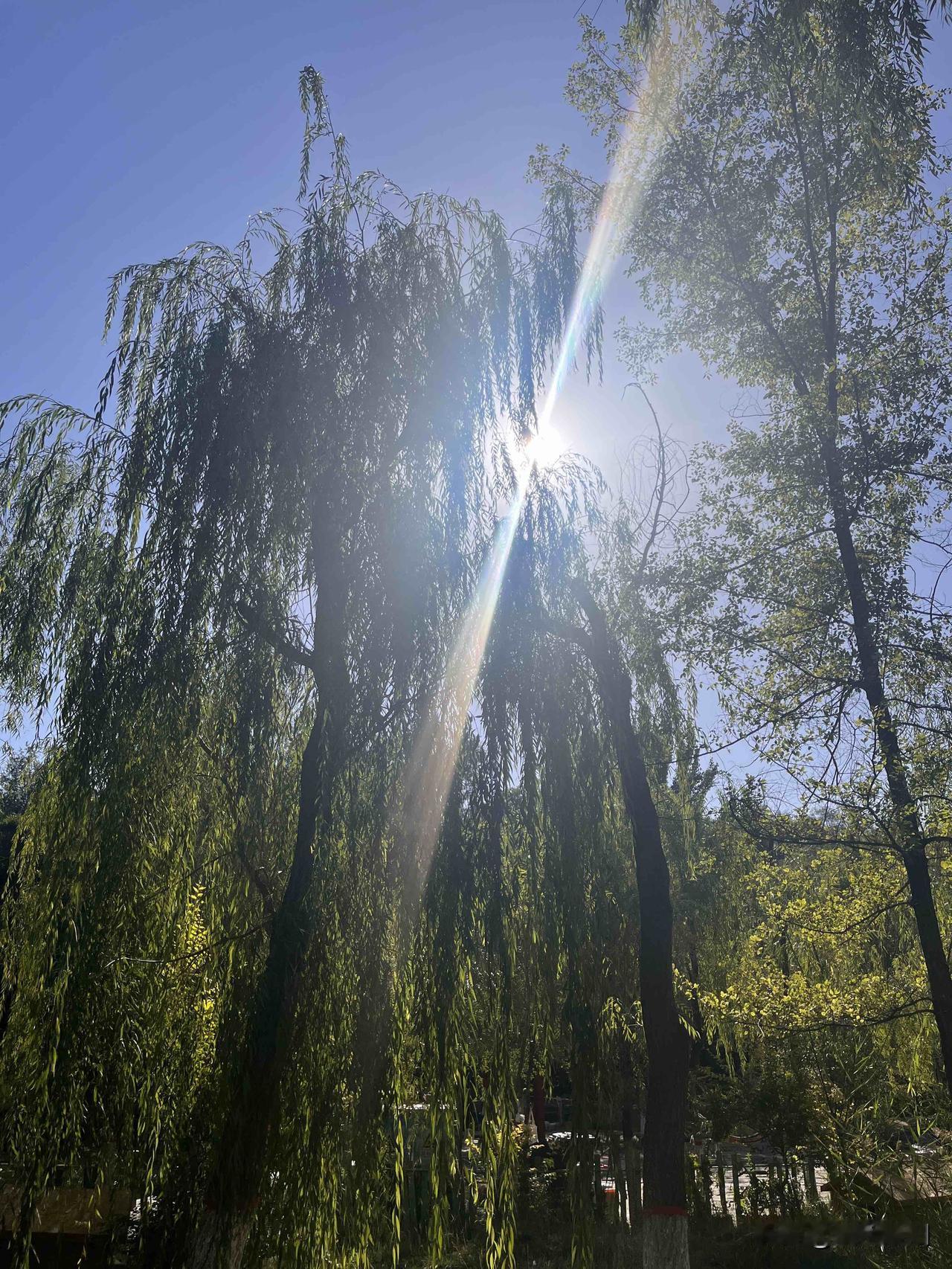 清晨的风轻拂花瓣
阳光炙热明媚
用心迎接
每一个变幻的季节
是对岁月
最深情的款