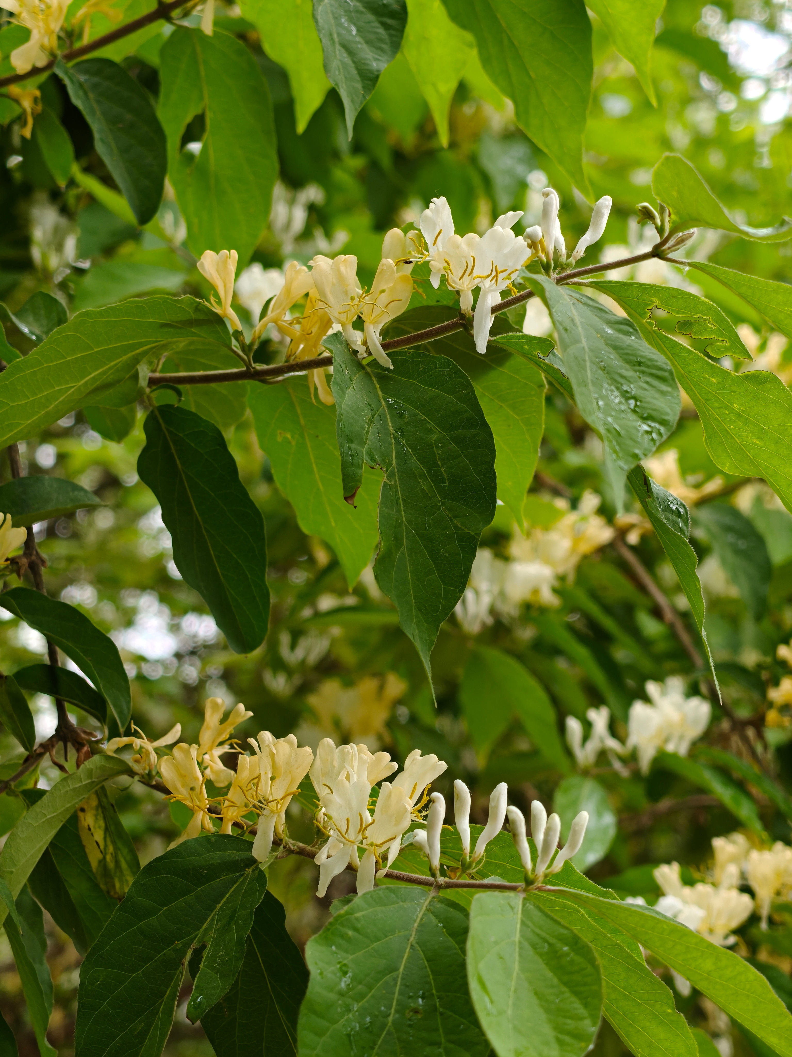 这是金银花吗？没想到河北还有这种花 ​​​