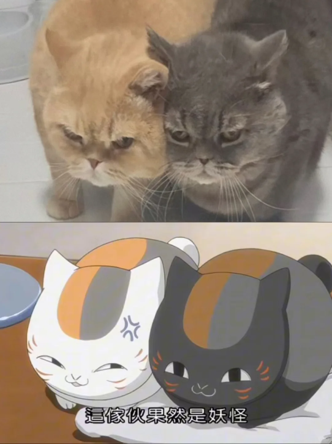 神cos  娘口三三和大黑猫