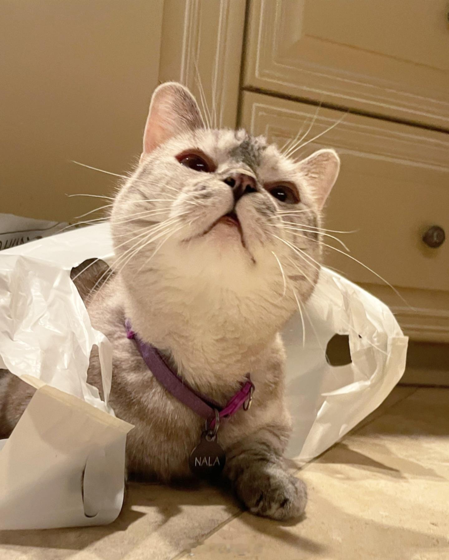 哈哈哈，全天下的小猫咪都一样[偷笑][偷笑][偷笑] ​​​