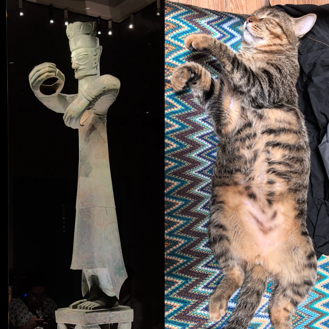 宠物| 0天起手的小奶猫长大了