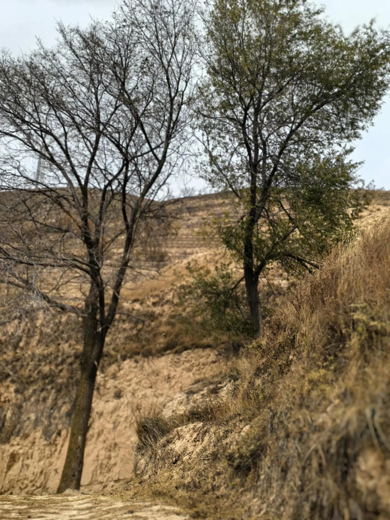 病树前头万木春。
这二棵树，原本相互守望，但命运终究不同[微风]