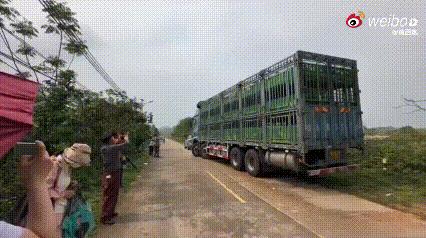 “真是闻所未闻！”辽宁一女子，联合朋友花了58万元，从广东茂名一屠宰场解救了19