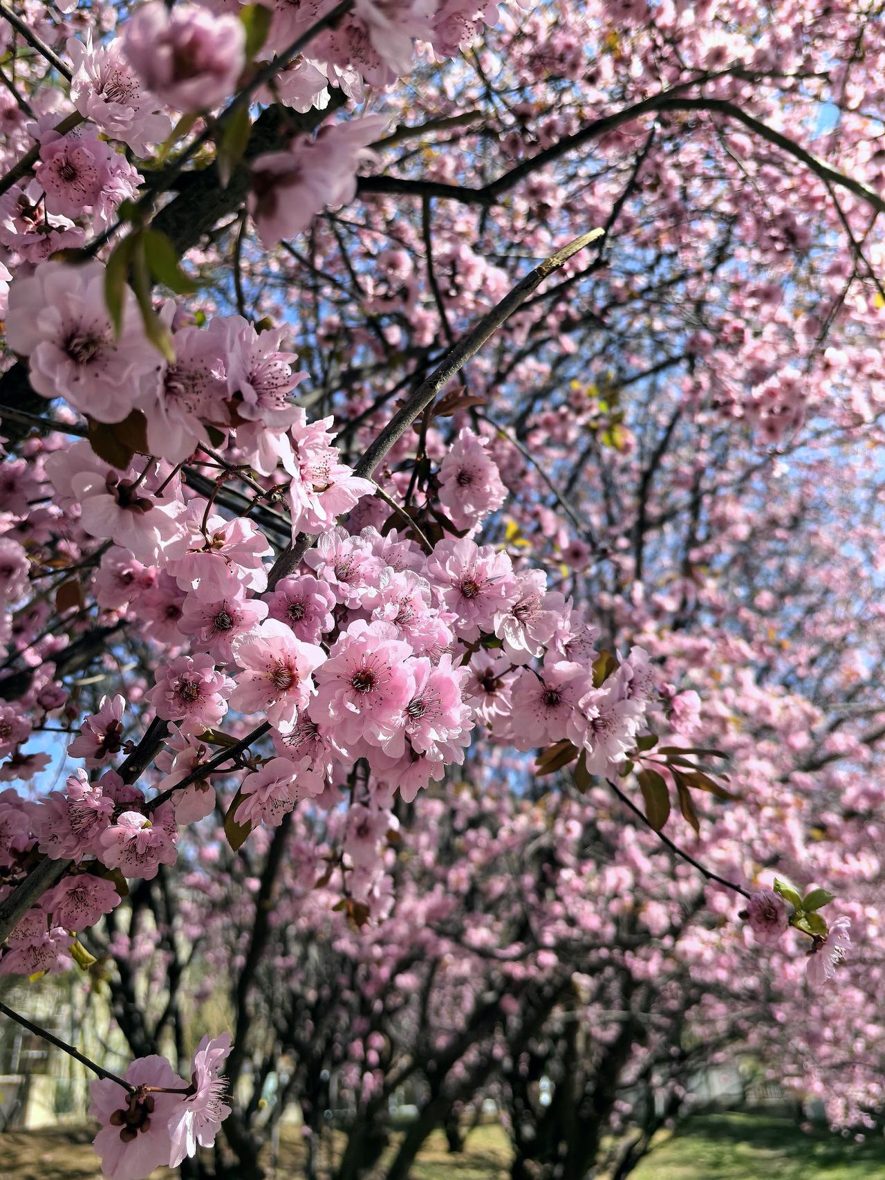 动物园里梅花香