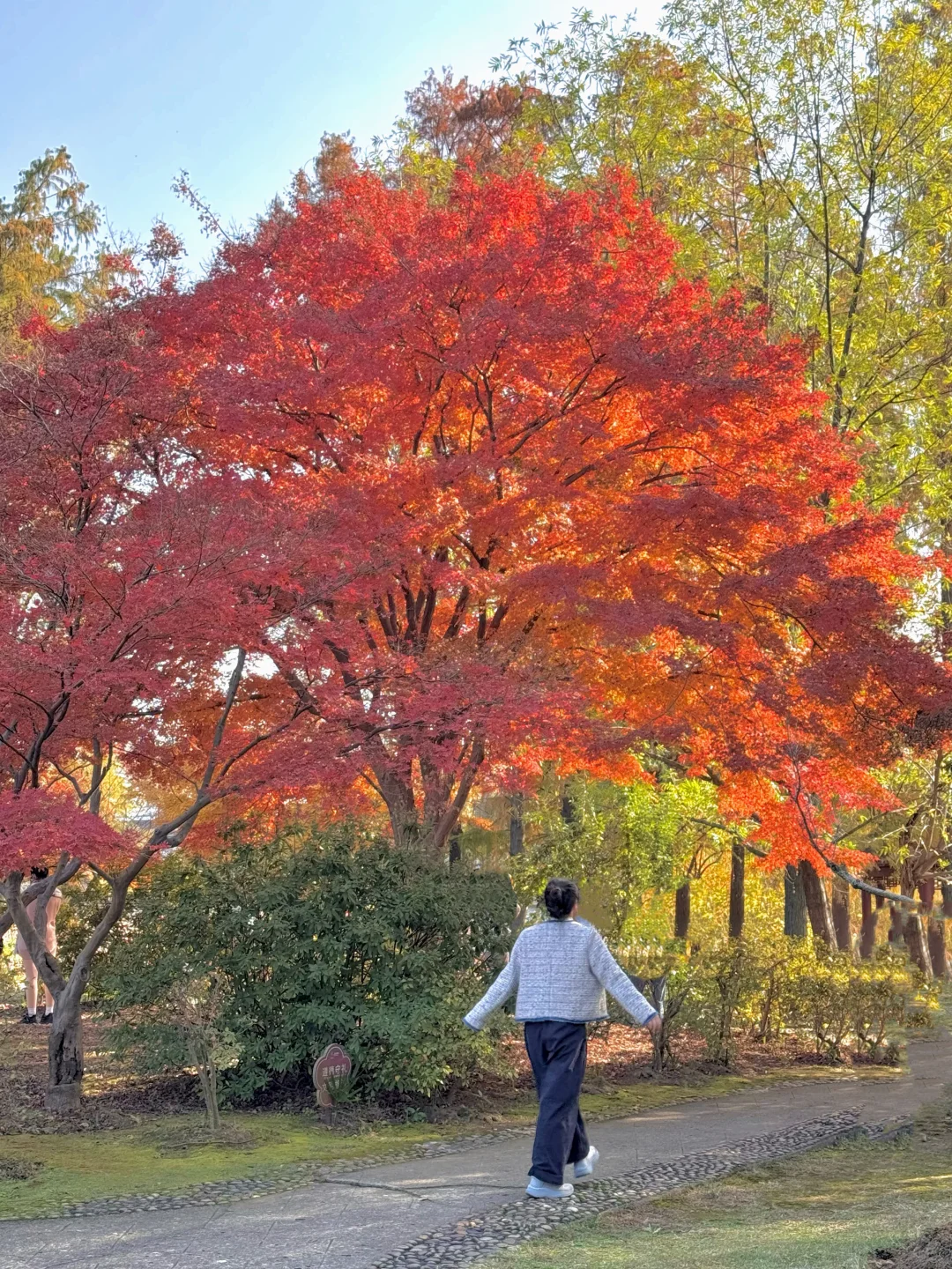 东湖这棵枫树🍁是来报恩的吧！太太太美啦！