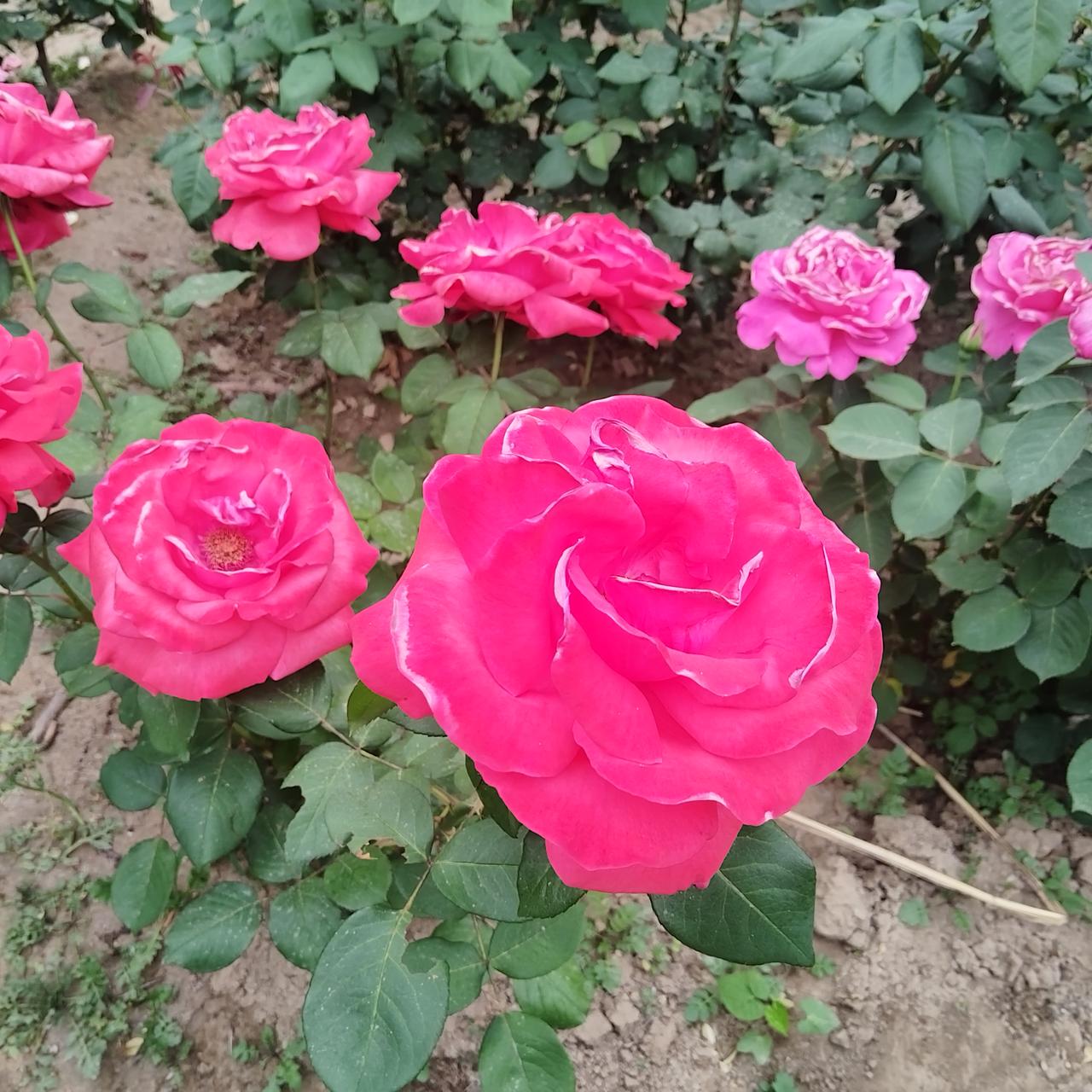 月季花盛开
