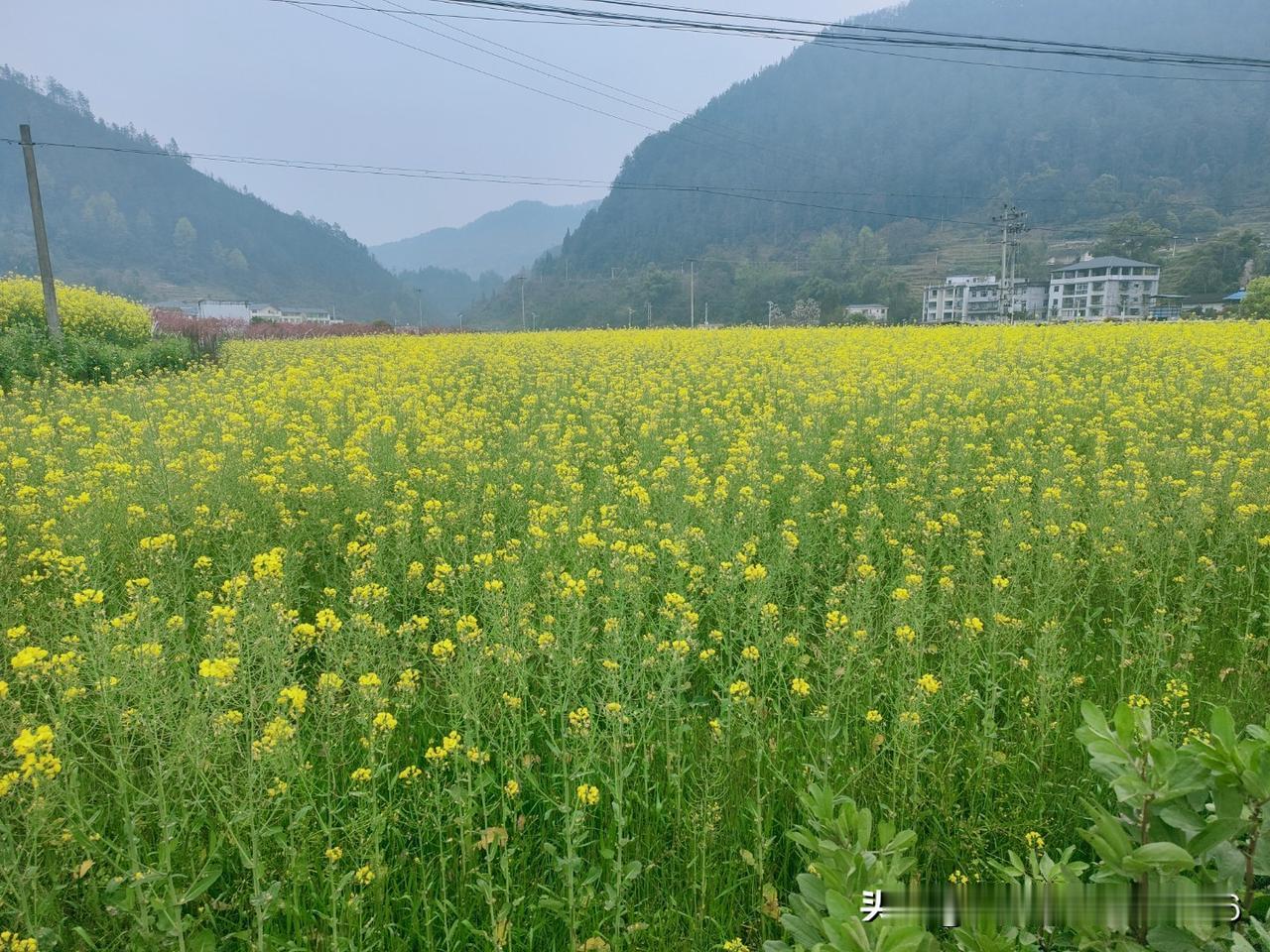 你认为农村发展应该依靠什么行业? 我觉得农村发展依靠种植业，大办村镇企业，就地加