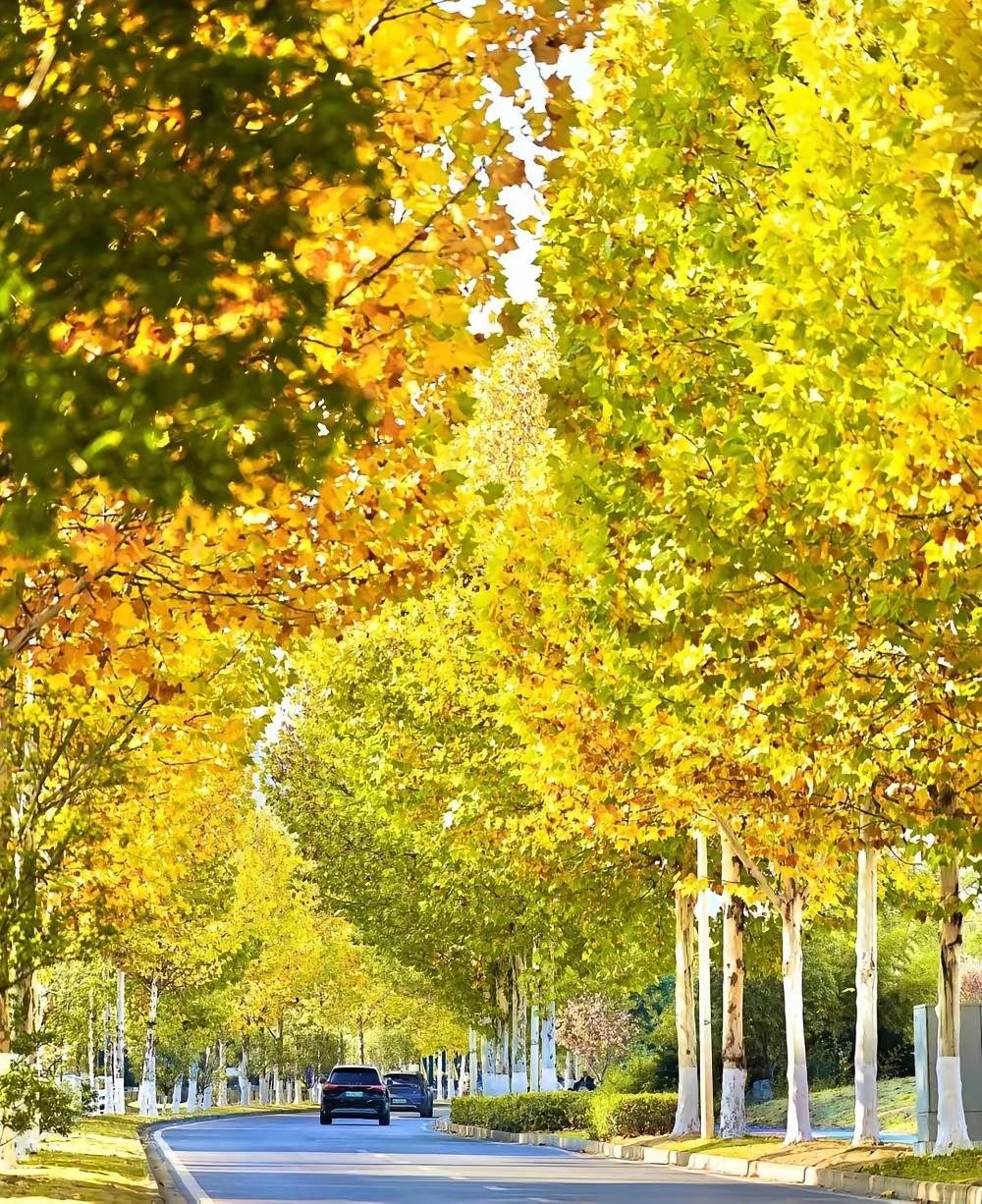 当深秋轻吻城市，梧桐晕染金黄，每一帧都是温柔诗篇。
梧桐叶飘落，整条街染成金色！