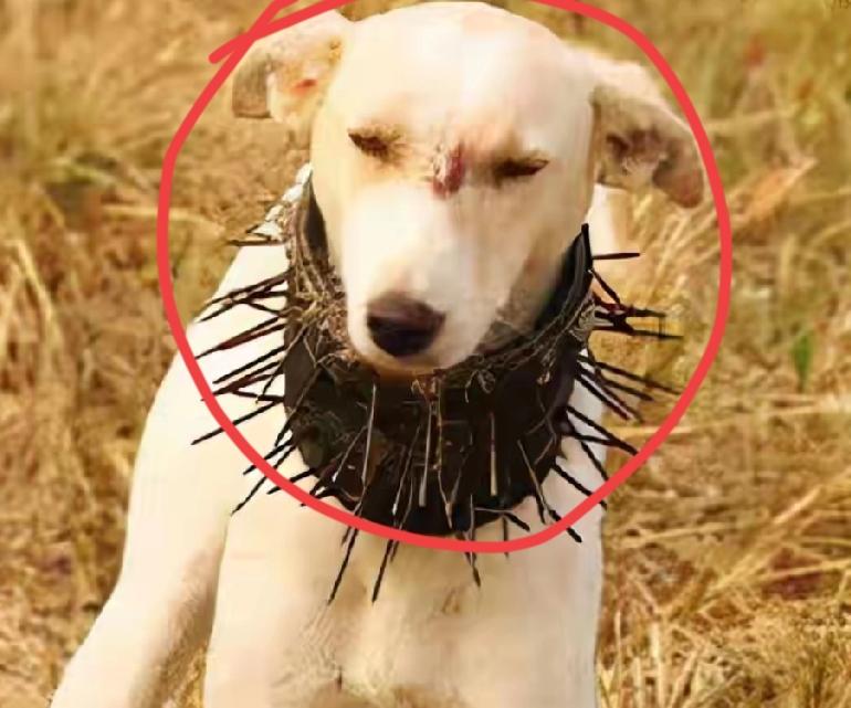 链子是不是要紧一紧了，《华尔街日报》11月26日报道，特朗普总统给高市早苗打电话