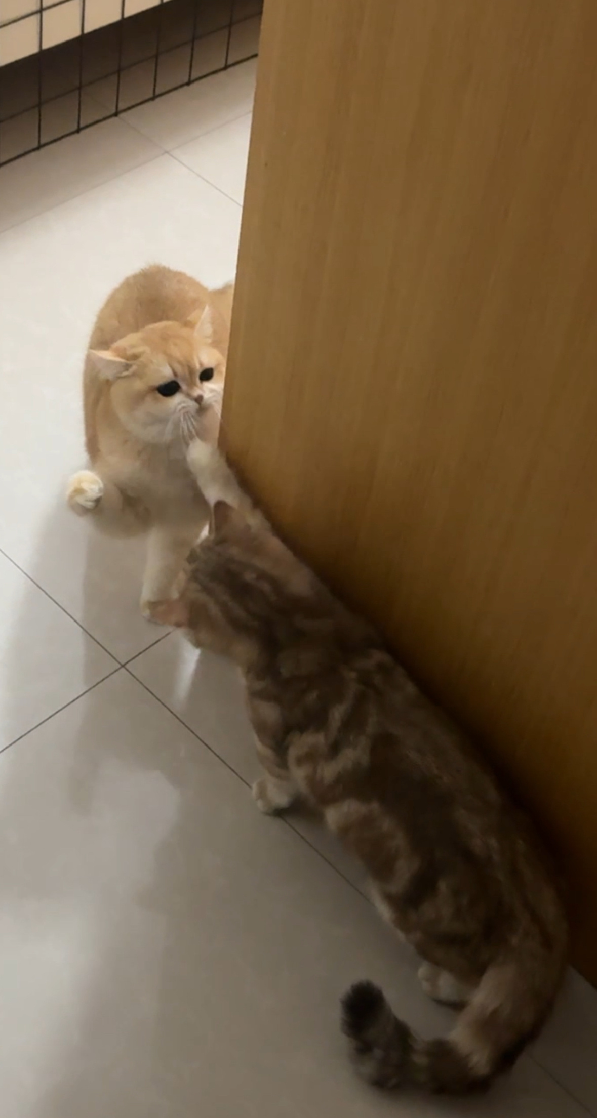 原来软柿子在人群里这么明显🐱：我可不是娇滴滴的女王（盛气凌人版） 