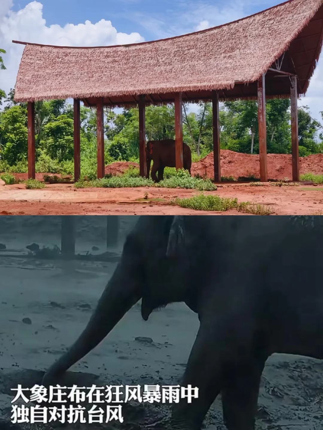 海口动物园已经说开始筹建壮布家园了！