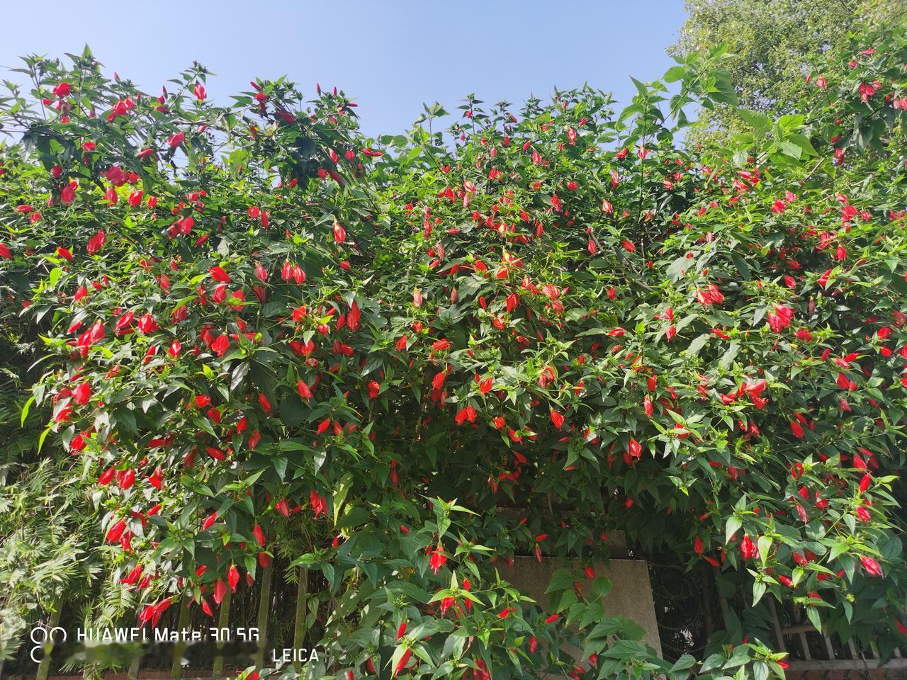 虽然戒安定十七年，这十七年才是从一点一滴的心路历程活过来的，这期间在大龄40岁生