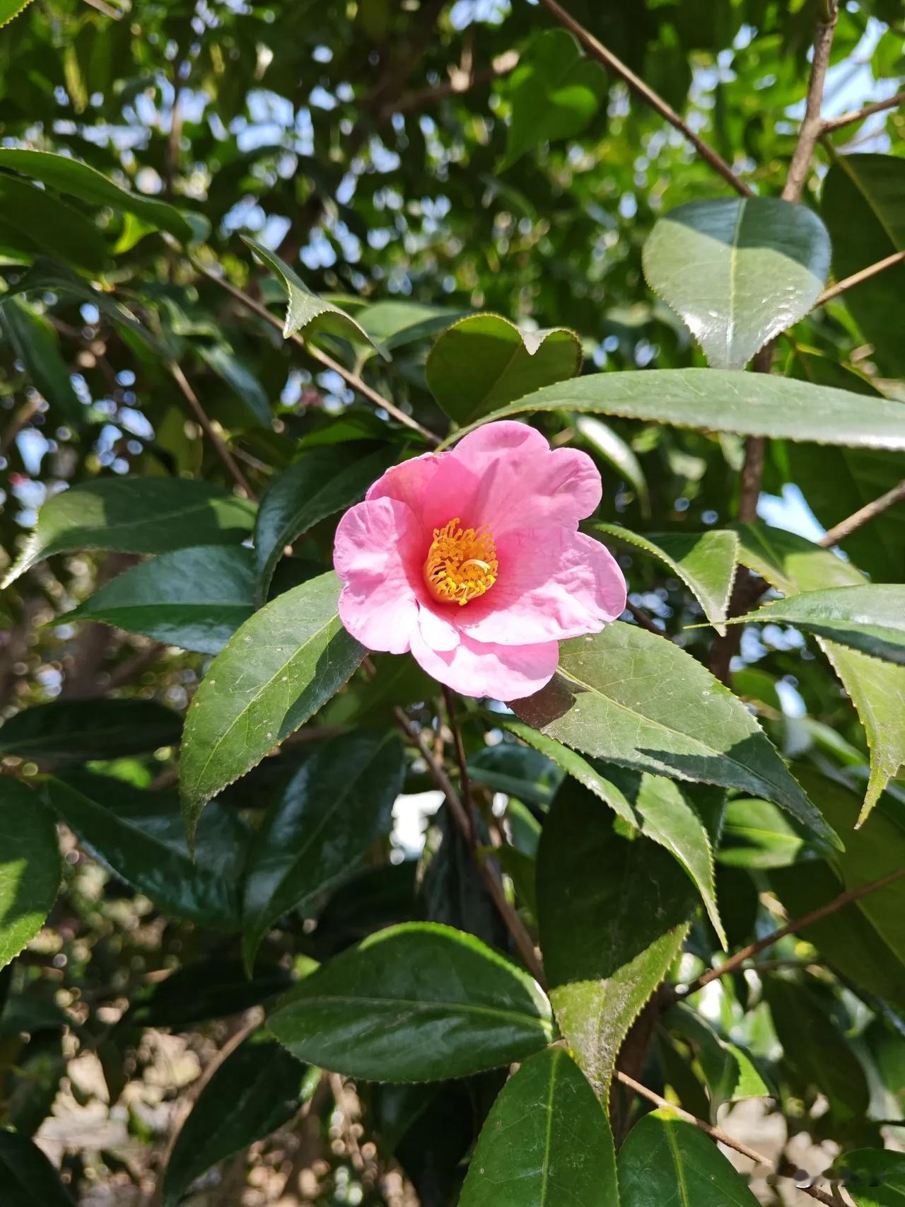 晒图大赛茶花美拍欣赏一下