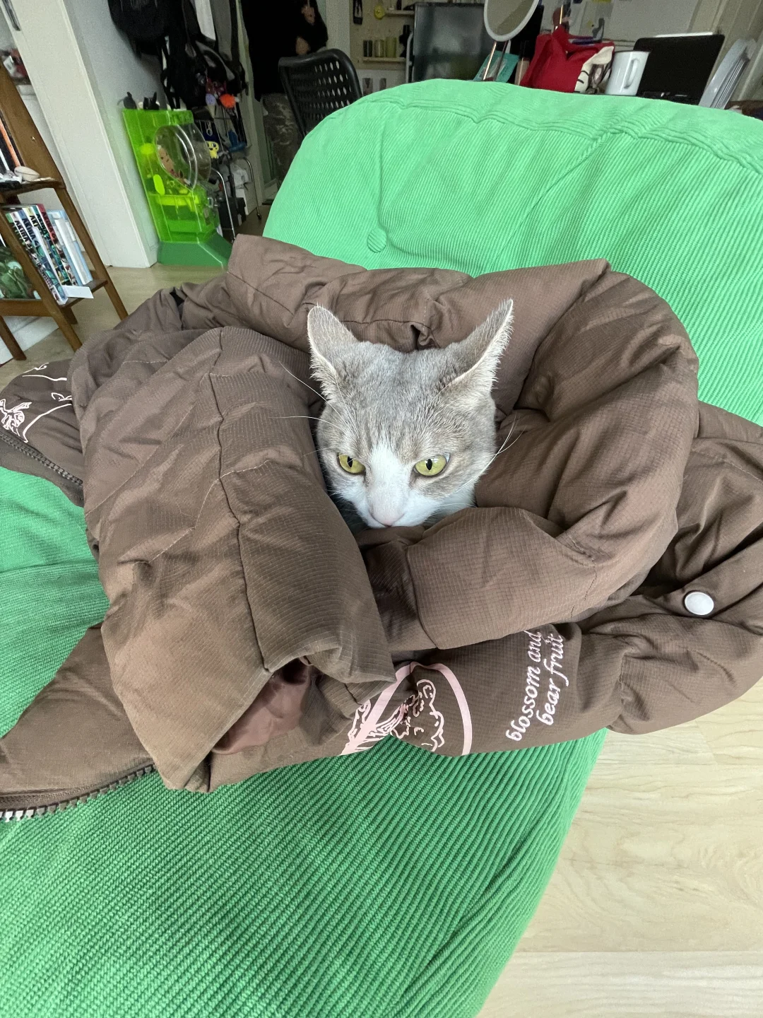 善良人类给猫猫披上羽绒服