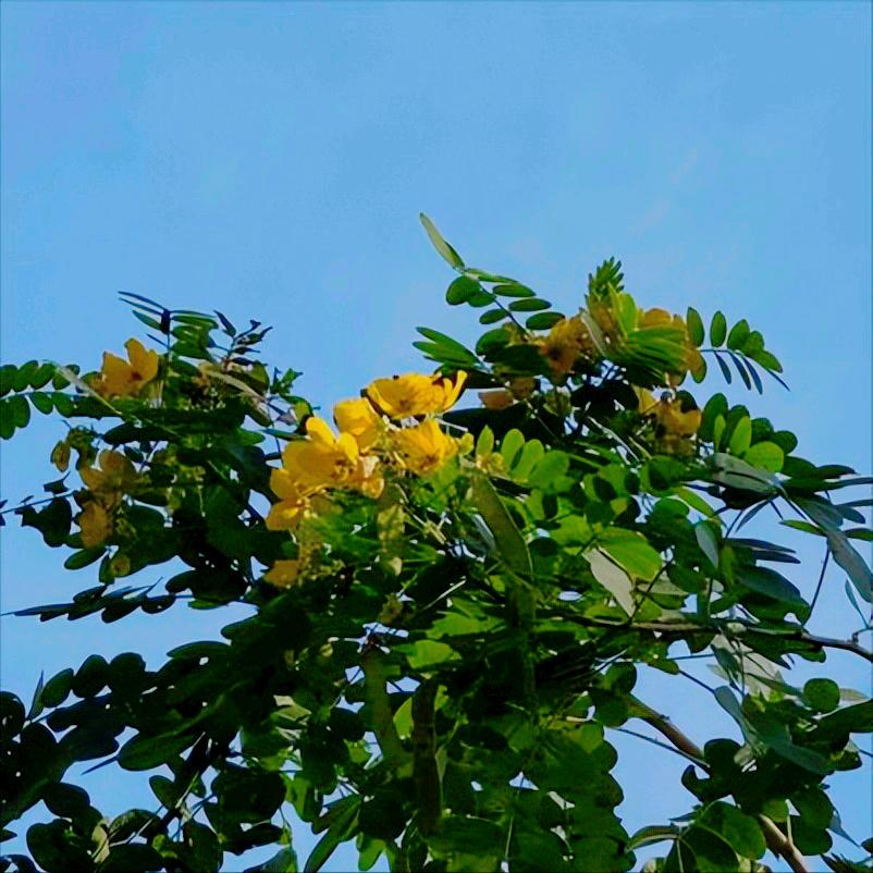 为农业农村部撤销特色农作物新品种226个“仿种子”点赞
 
近日，农业农村部发布