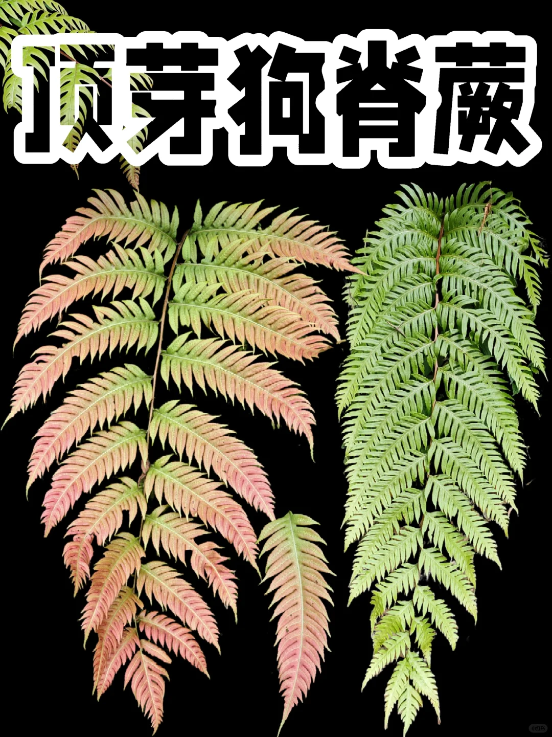 【顶芽狗脊】今日进山让我最惊艳的蕨