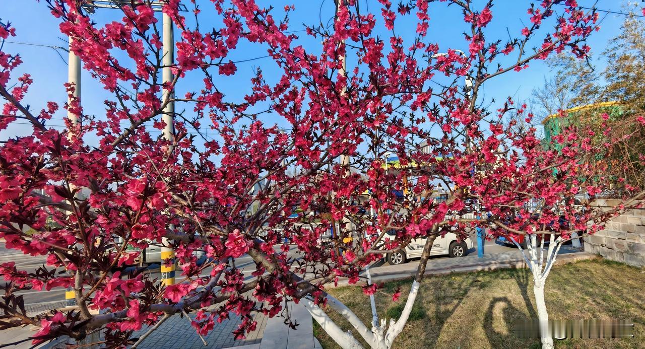 春色关不住，碧桃红颜开。