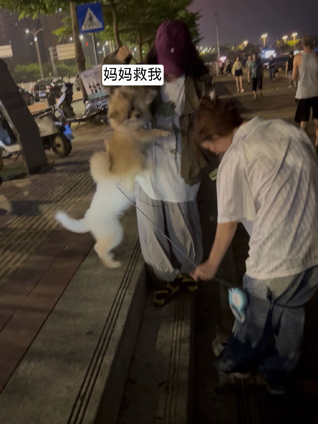 当我养了一只小狗。是个胆小鬼，窝囊废。