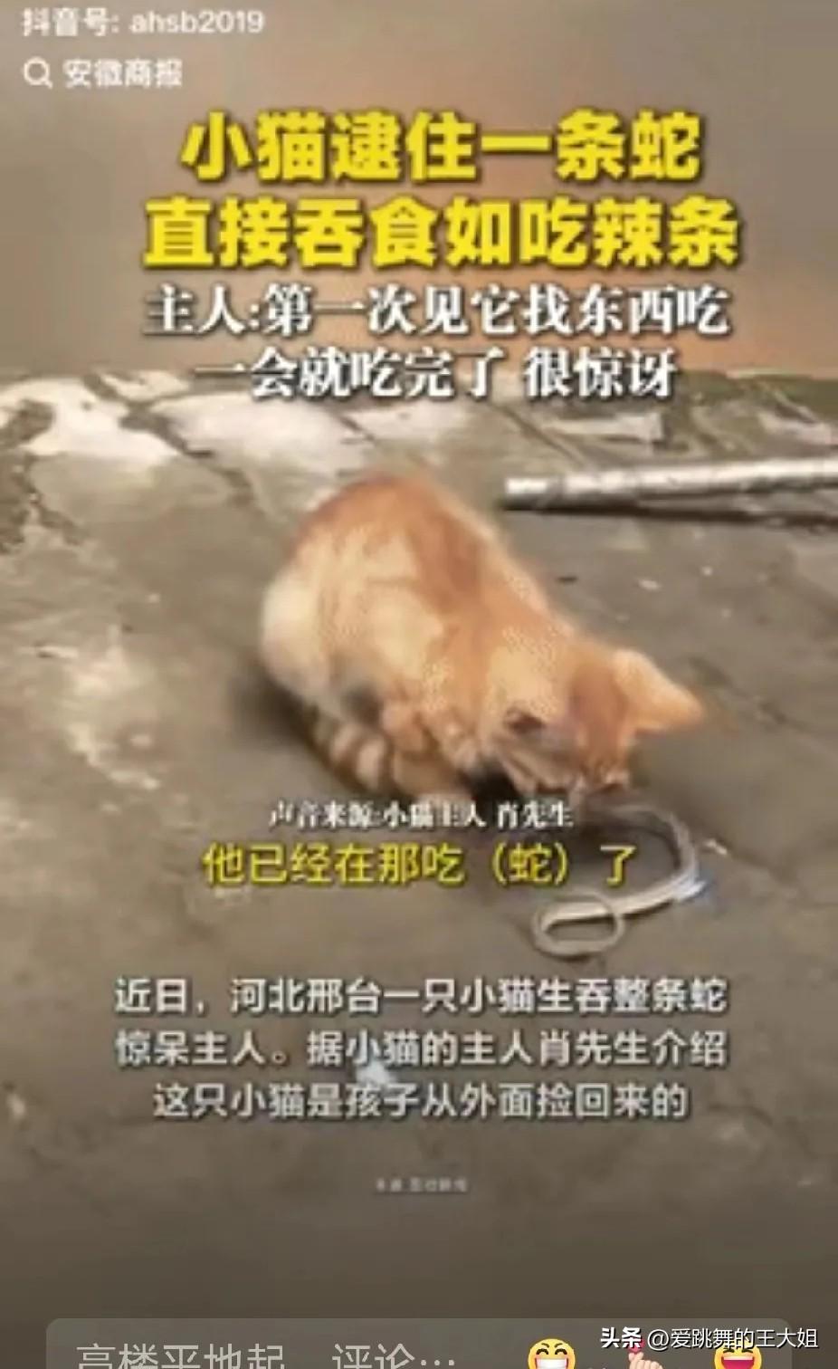 “胆子真大！”河北邢台，一男子看到孩子在外捡来的流浪猫在吃东西后，就走上前看了眼