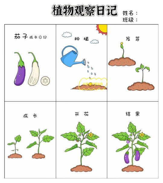 植物观察日记、连环画线稿