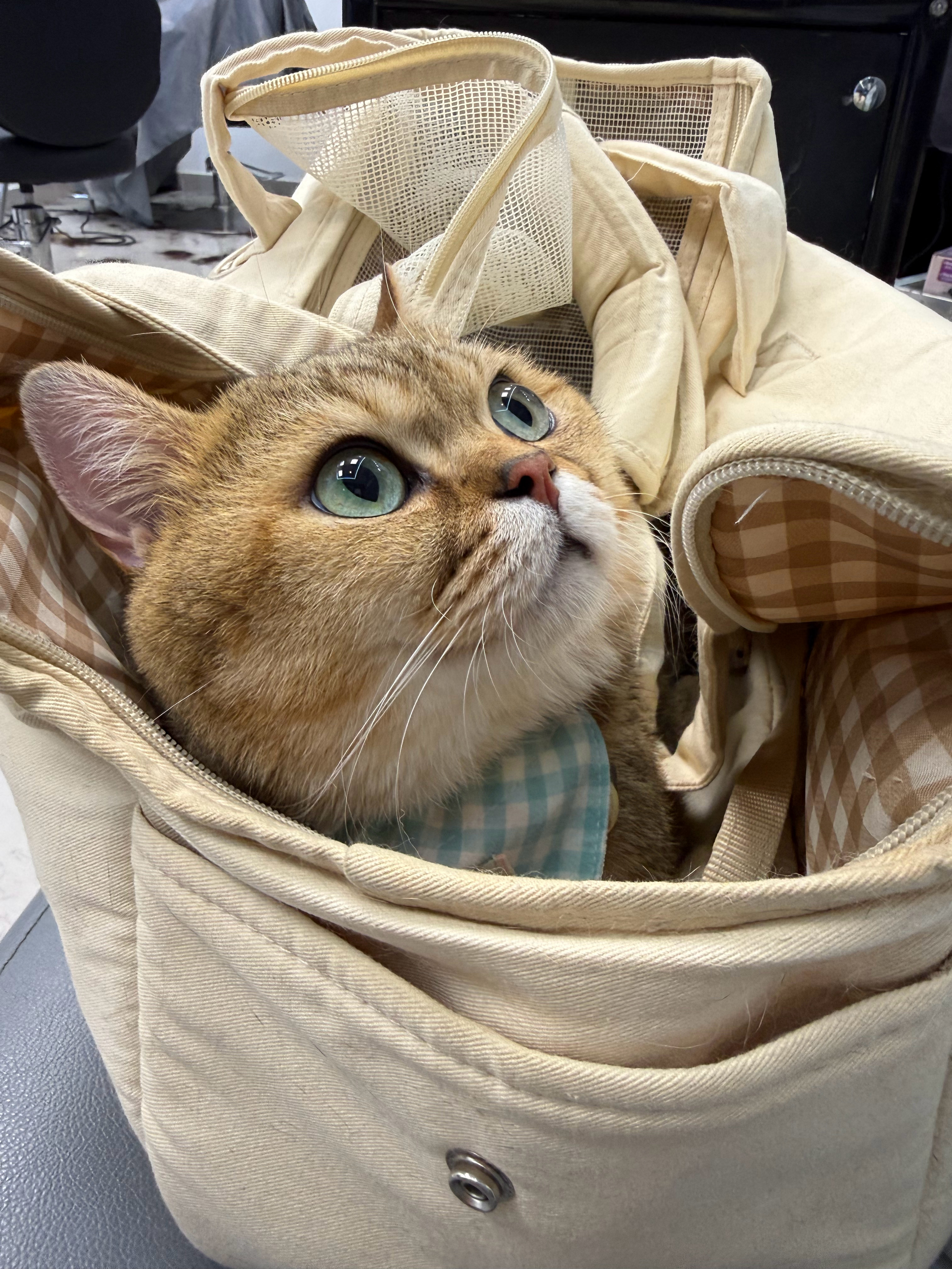 生活手记 剪头发抓到一只爵世豪猫