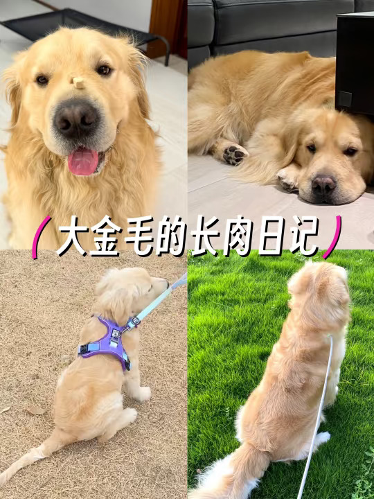 专治挑食狗！积极干饭不是梦~