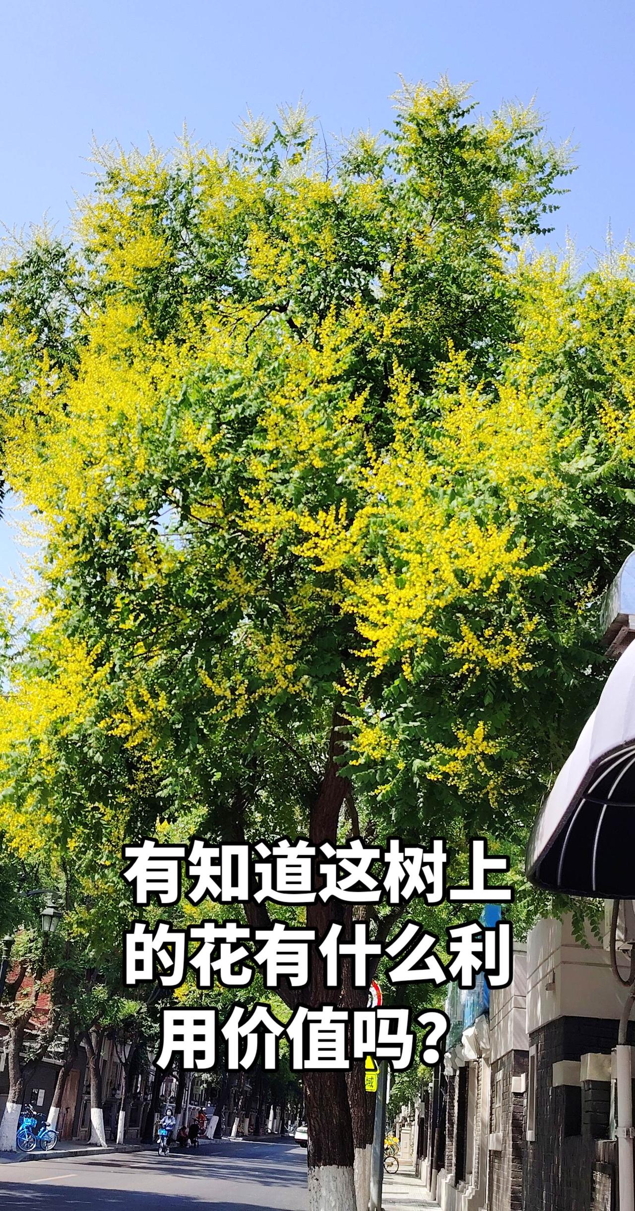 五大道上有许多这种花树现在开的非常漂亮