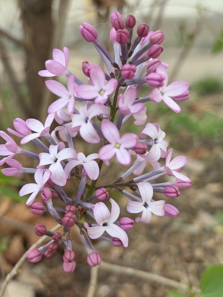 题丁香
丁香绽放最芬芳，
香气扑鼻宜健康。
忽然想起当年事，
谁还记得那姑娘？