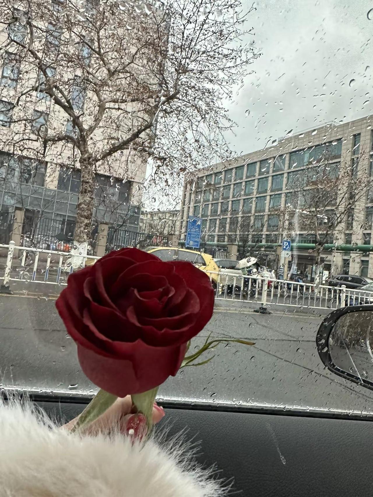 女神节快乐 那就祝我们都能是横冲直撞的玫瑰 在一切破旧的褪色中 永远闪烁