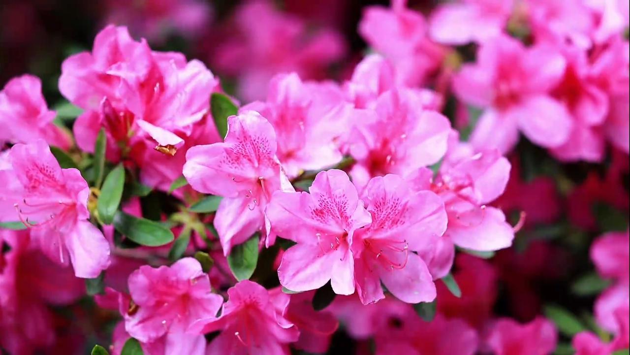 【趣联联趣】
上联：杜鹃，同名花鸟事
下联：？
【一字千金】
《杜鹃》
儿童早起
