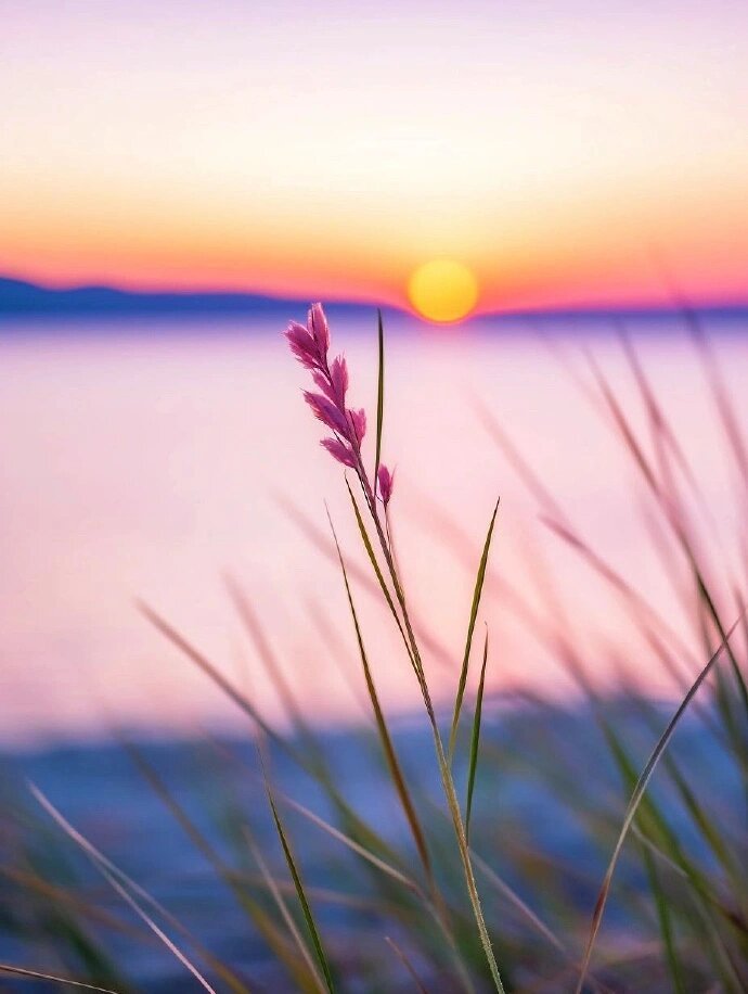 夕阳有意，小草有情。 ​​​