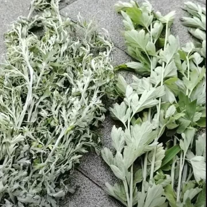 端午节到了，昨天专门上街买了一把艾蒿，本以为够用了，结果晚上邻居好心又送我一把。