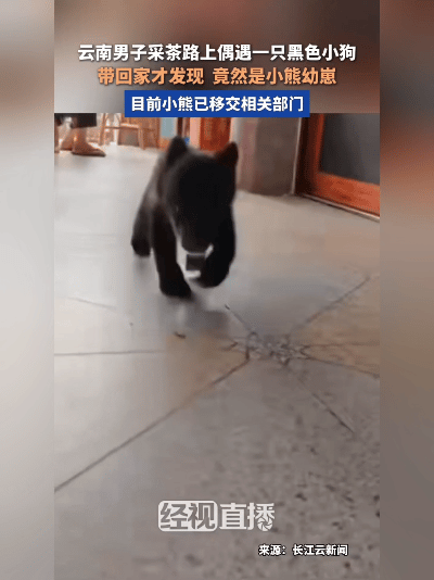 离谱！云南大哥捡回一只流浪狗，半夜喂牛奶愣住：这竟是熊崽子！
 
离谱又暖心！云