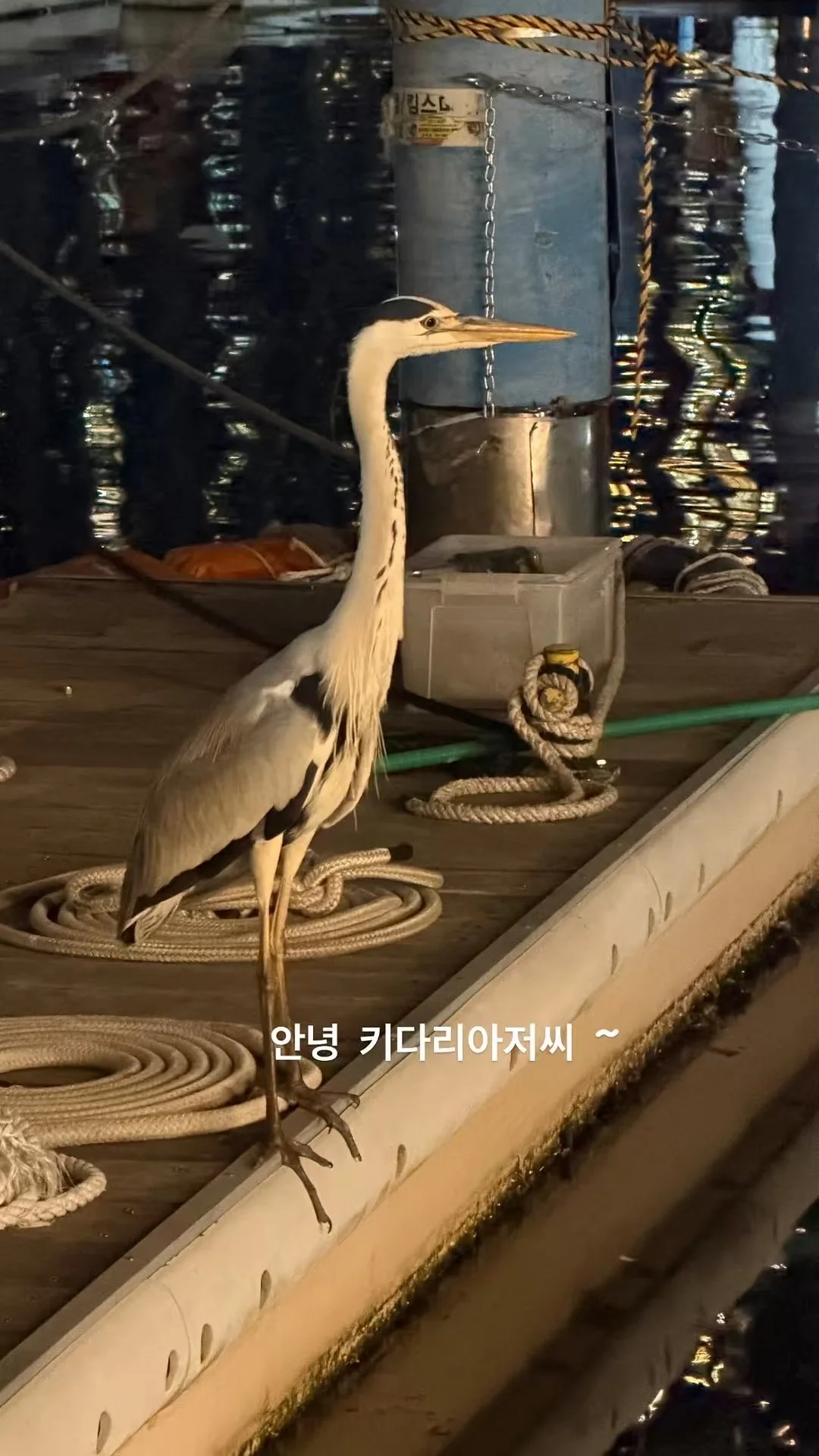 长腿叔叔～