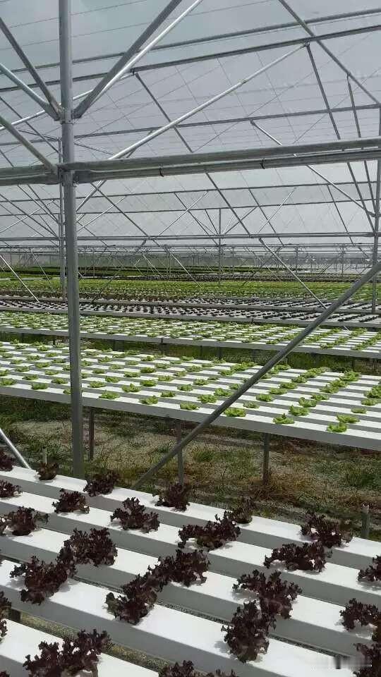 分享一张今天的照片吧春天里农民大棚里的蔬菜。