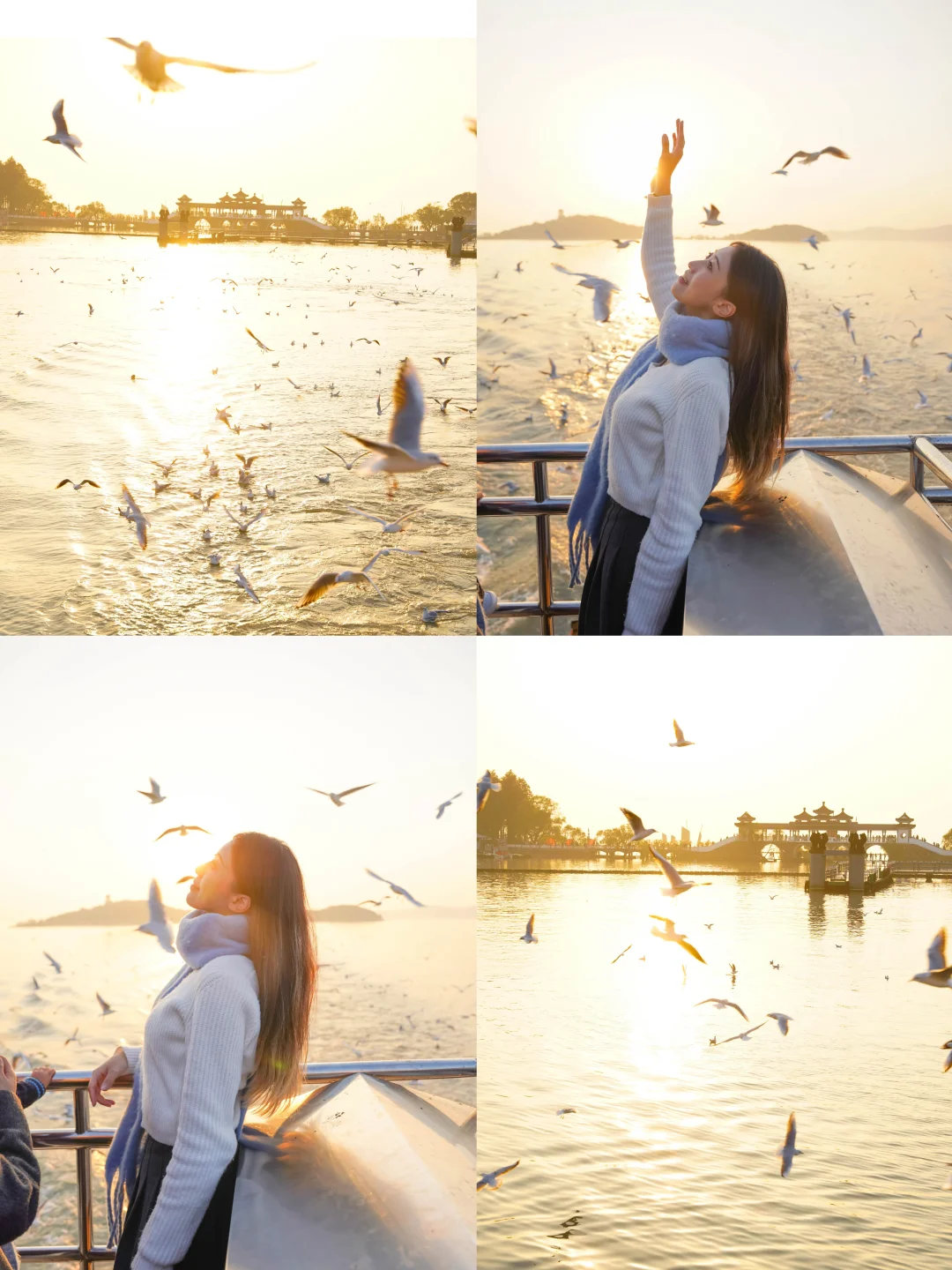 实拍鼋头渚橘子海红嘴鸥，美到窒息❗️