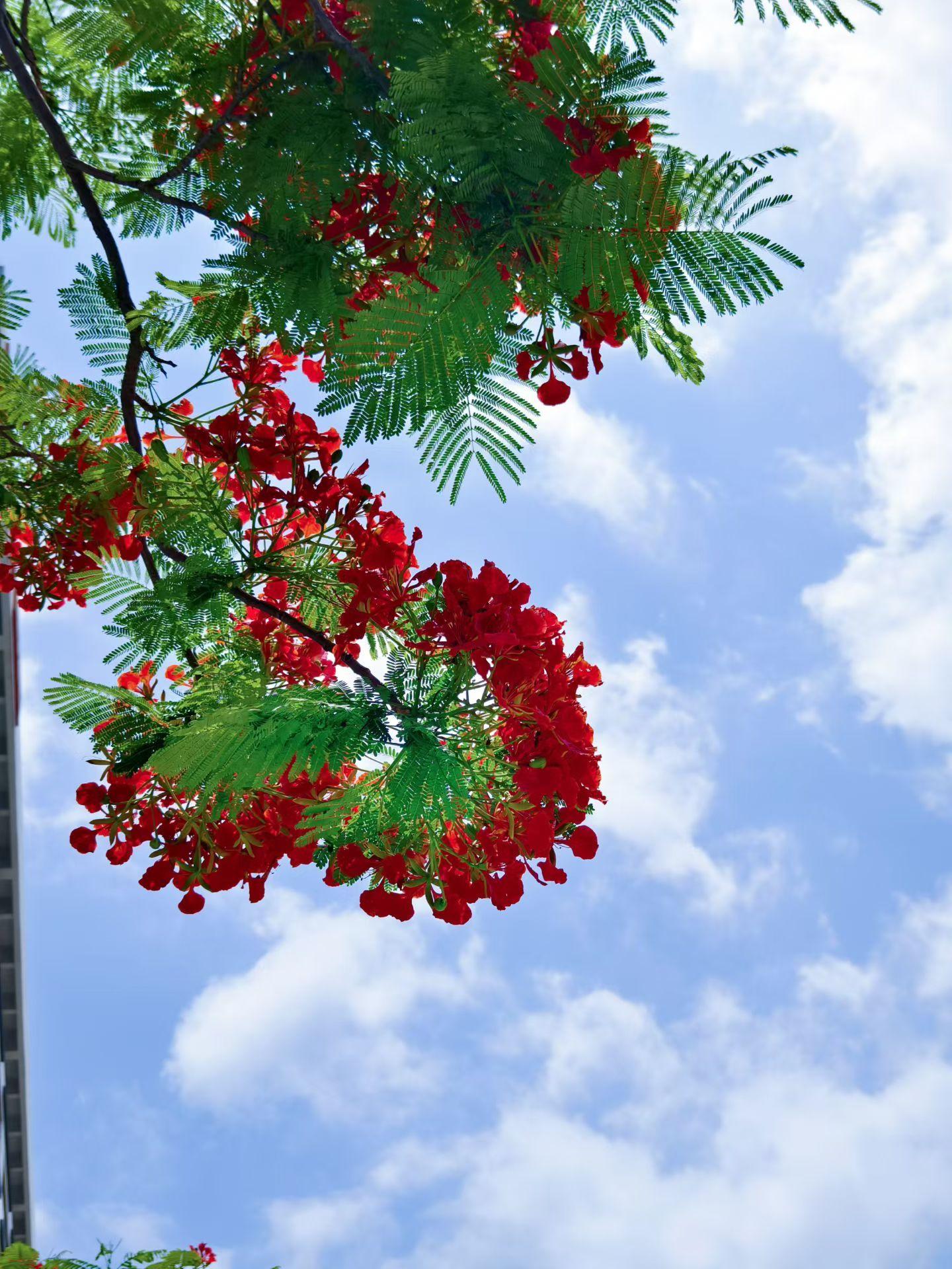 “凤凰花”盛开，为了一棵树，去了一座城！五一档广东黑马这封给阿嬷的情书你了解多少