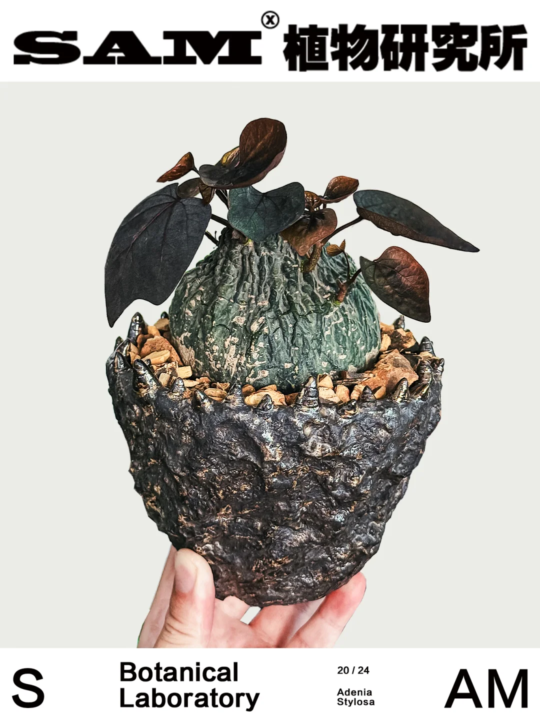 红叶西番莲｜Adenia Stylosa