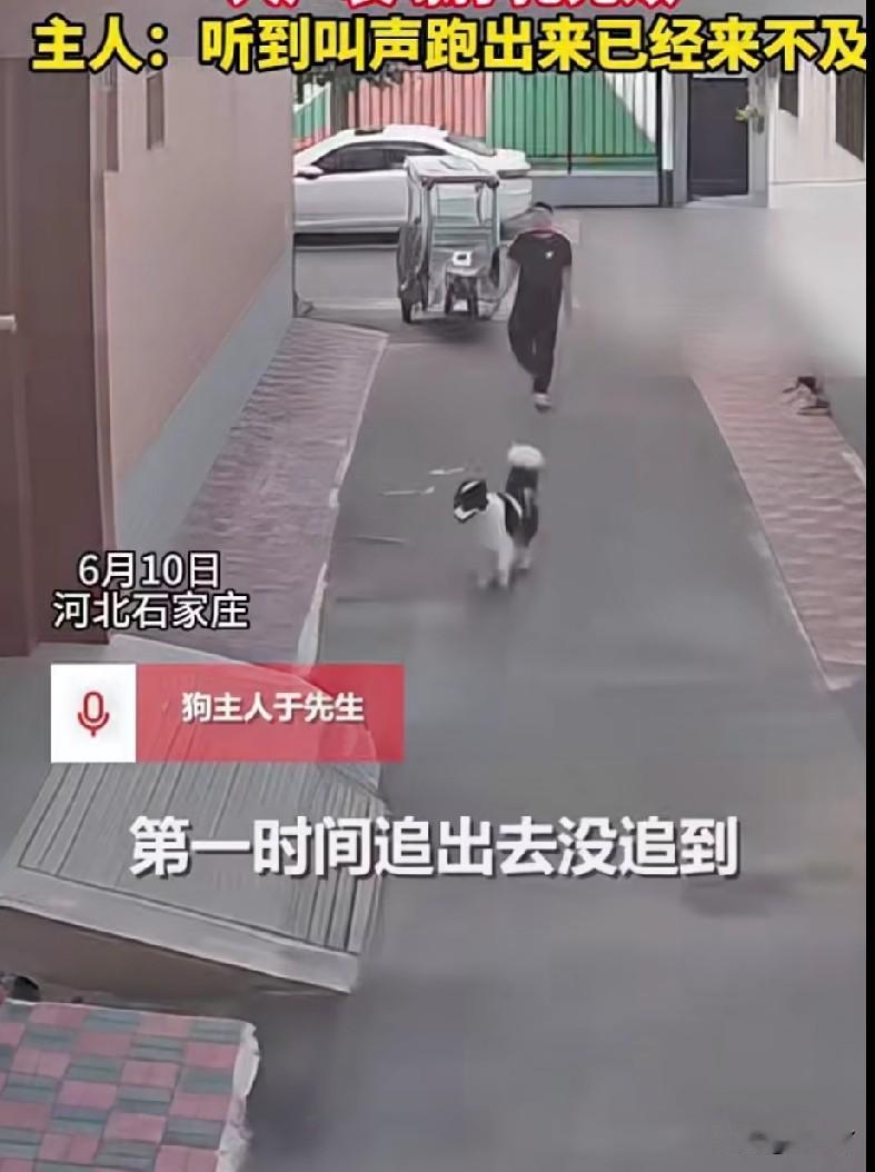 狗在家门口趴着，被陌生男子硬生生拽走，主人报警。

6月10号，河北石家庄一位村