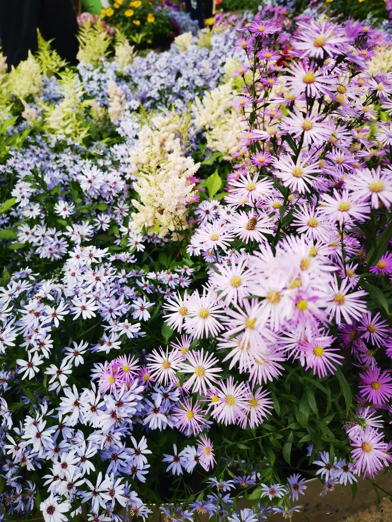 粉花簇锦艳，彩蝶舞翩翩。#美丽秋花随拍#
