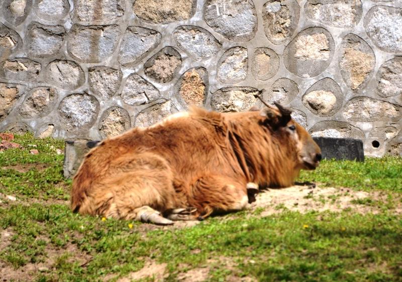 西安秦岭保护区铁网上装带刺铁丝环这事可真是引发了不小的争议。网友看法两极分化，反