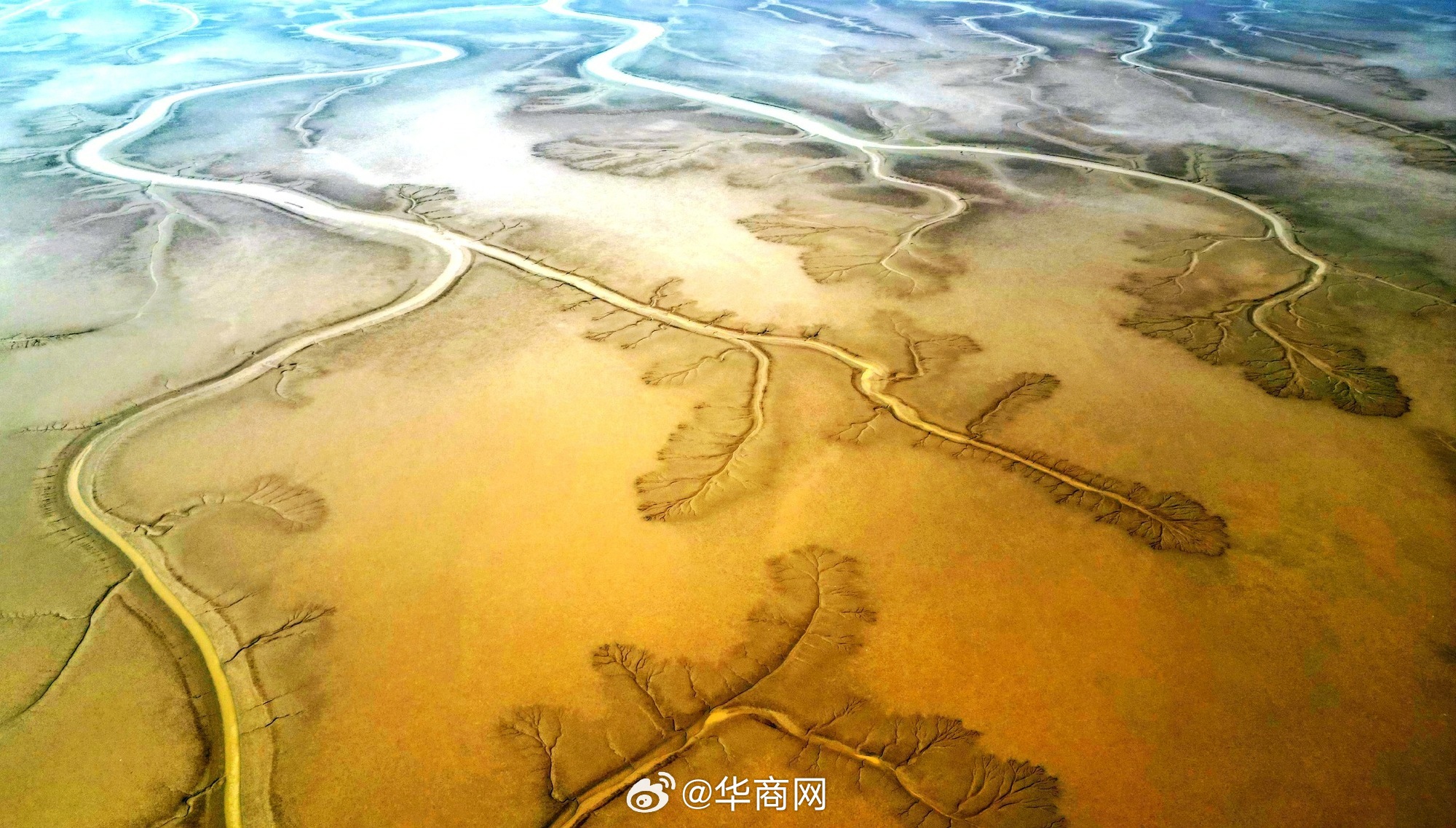 #三秦暮鼓#【#航拍黄河三角洲湿地潮汐树#】山东东营，黄河三角洲湿地出现绝美潮汐